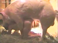 The largest pig forces his husband to get down on his hands and knees in order to drill him